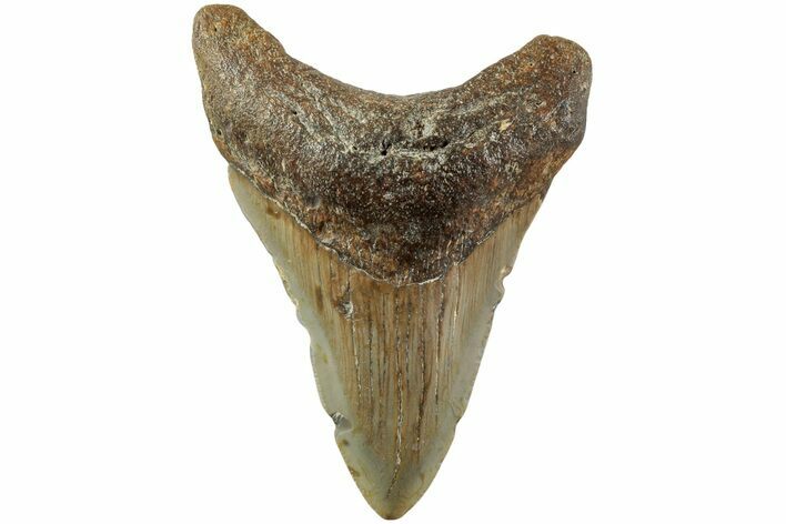 Serrated, Fossil Megalodon Tooth - North Carolina #235434
